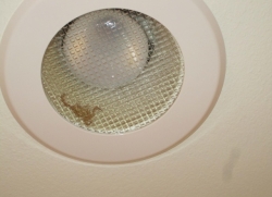 Unprotected Recessed Light Fixtures Are Susceptible To Infestation